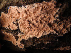 Corticium roseum
