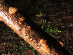 Encoelia tiliacea