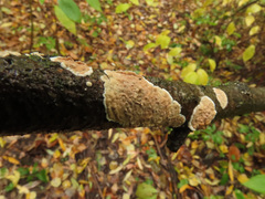 Cylindrobasidium evolvens