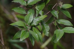Trichocladus ellipticus