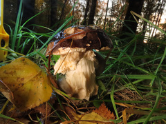 Leccinum scabrum melaneum