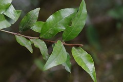 Trichocladus ellipticus