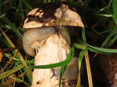Leccinum scabrum melaneum