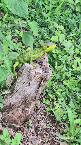 Julio’s Casquehead Iguana, Laemanctus julioi
