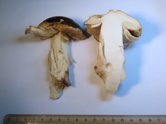 Leccinum scabrum melaneum