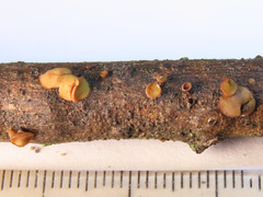 Encoelia tiliacea