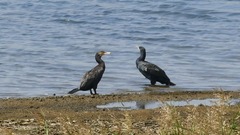 Phalacrocorax carbo