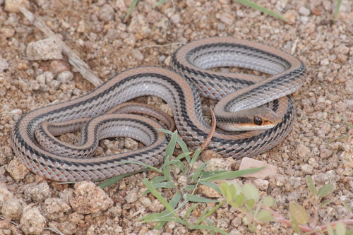 Big Bend Patch-nosed Snake