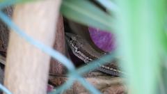 Phoenicolacerta troodica