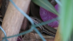 Phoenicolacerta troodica