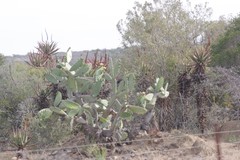 Opuntia ficus-indica