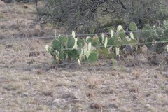 Opuntia