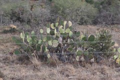 Opuntia