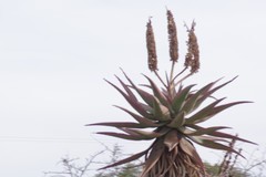 Aloe ferox