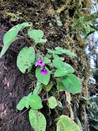 Streptocarpus caulescens