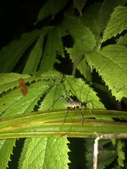 Pallidoplectron turneri