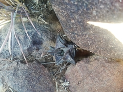 Haworthiopsis tessellata