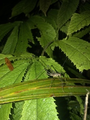 Pallidoplectron turneri