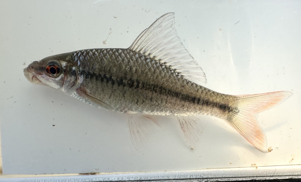 Smallhead Bonylip Barb