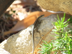 Phoenicolacerta troodica