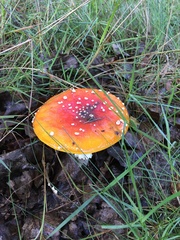 Amanita muscaria