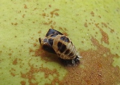 Harmonia axyridis