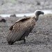 Griffon Vultures - Photo (c) Martin Grimm, some rights reserved (CC BY-NC)