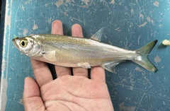 Siamese Sword Minnow photo 2