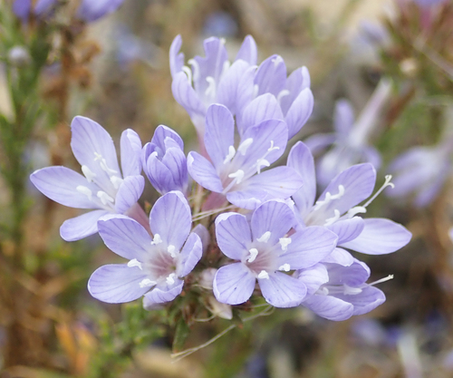 Eriastrum densifolium ssp. densifolium