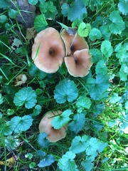 Basidiomycota