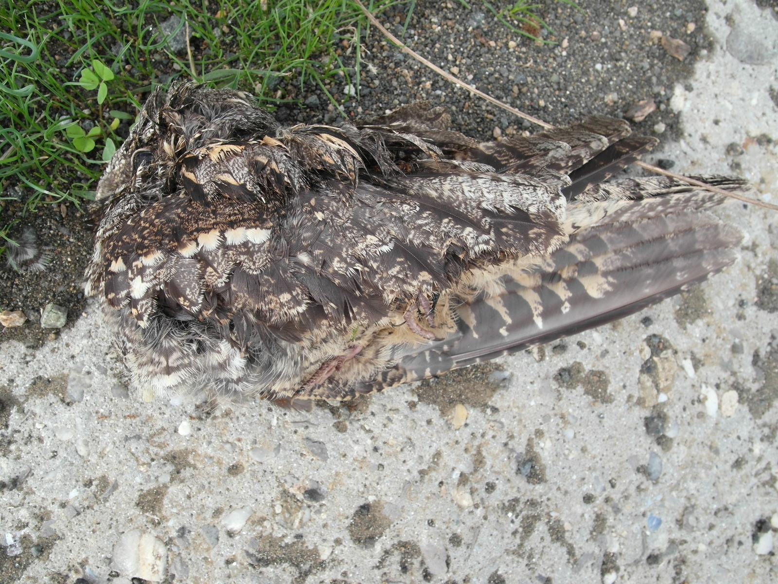 European Nightjar