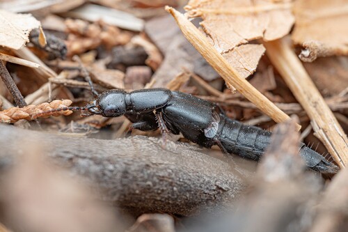 Staph beetle photo 3