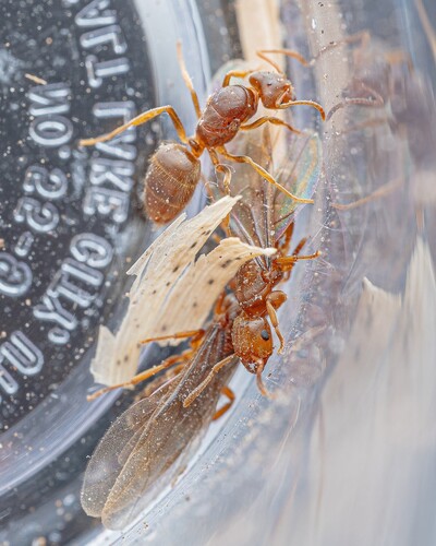 Western Citronella Ant photo 4