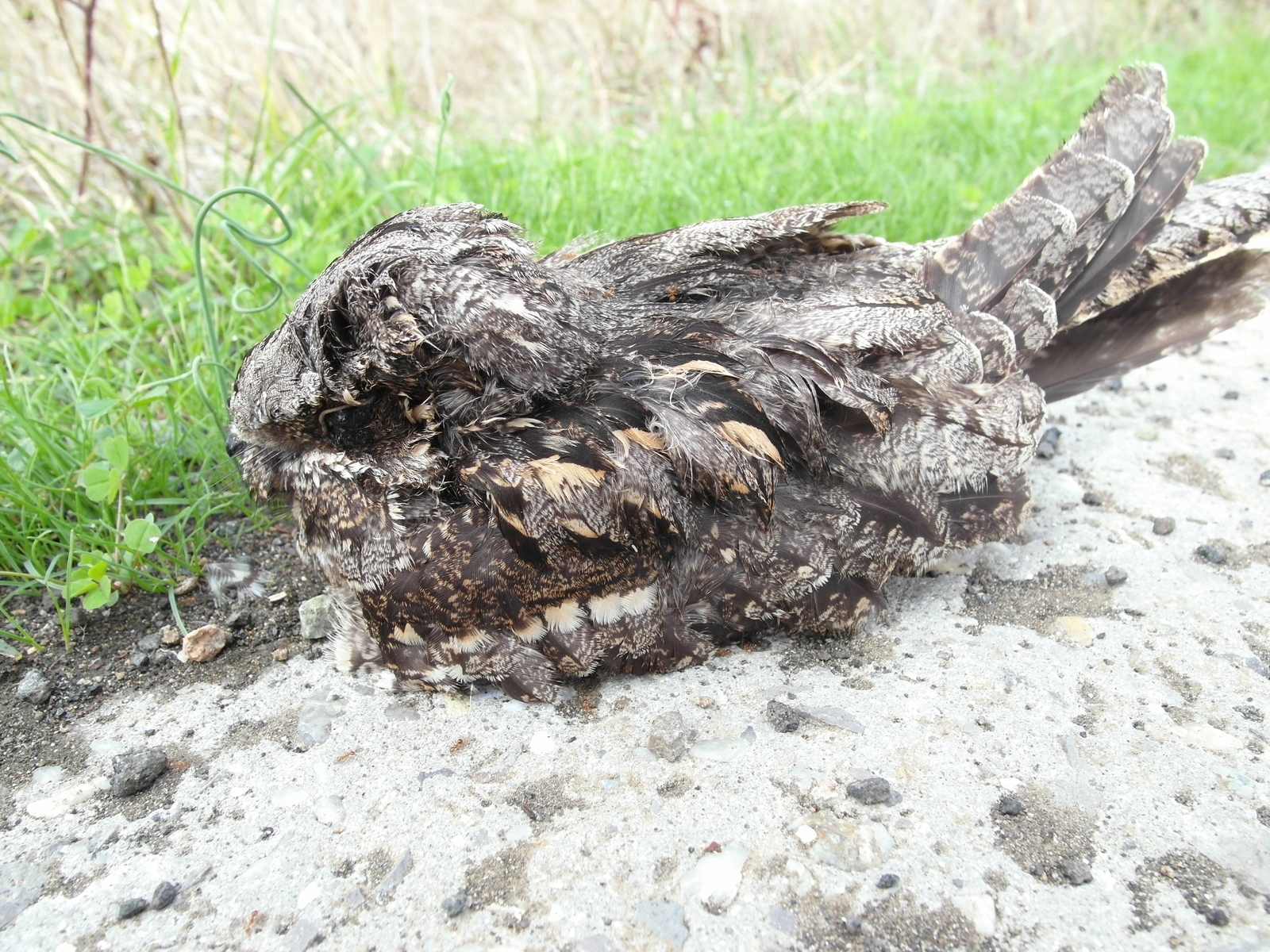 European Nightjar