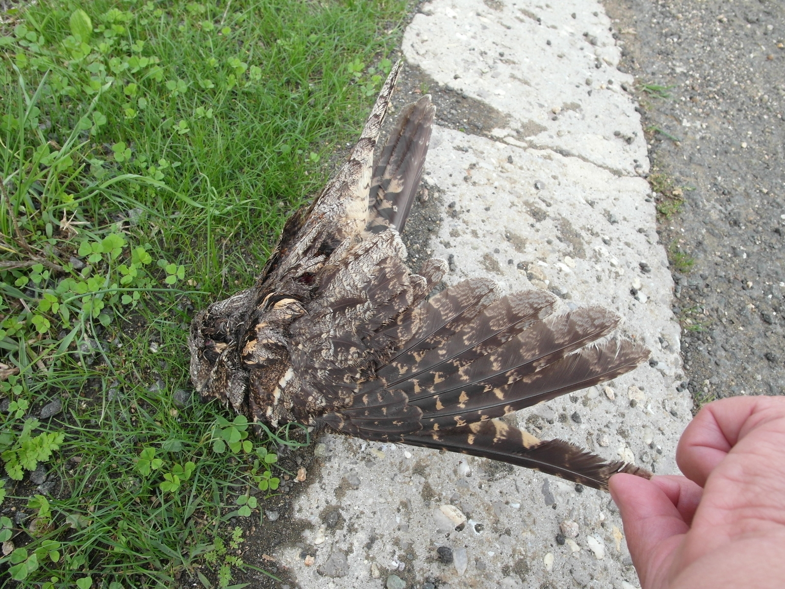 European Nightjar
