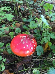 Amanita muscaria