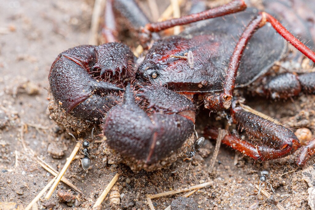 Odorous house ant (Tapinoma sessile)