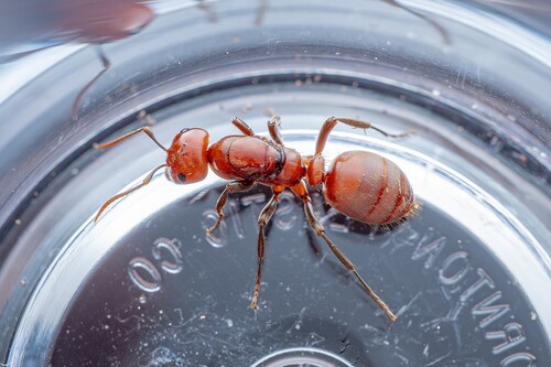 Western Amazon Ant photo 3
