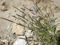 Polypogon interruptus