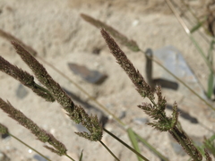 Polypogon interruptus