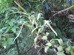 Pyrrosia adnascens