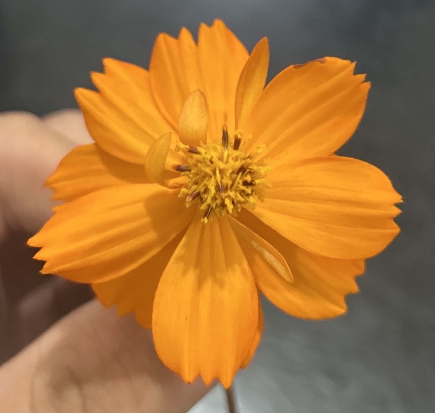 Cosmos sulphureus