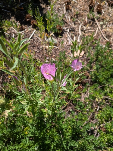Clarkia amoena