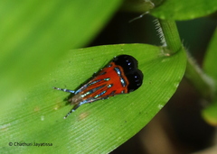 Tricyanaula aurantiaca