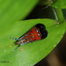 Gelechiidae - Photo (c) Chathuri Jayatissa, algunos derechos reservados (CC BY-NC), uploaded by Chathuri Jayatissa