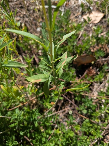 Clarkia amoena