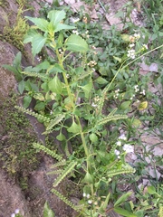 Basilicum polystachyon