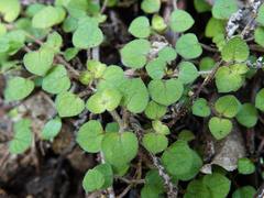 Nertera dichondrifolia