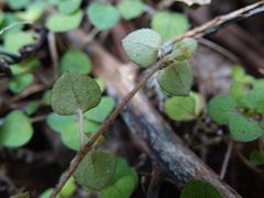Nertera dichondrifolia