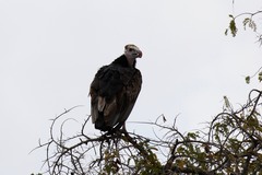 Trigonoceps occipitalis